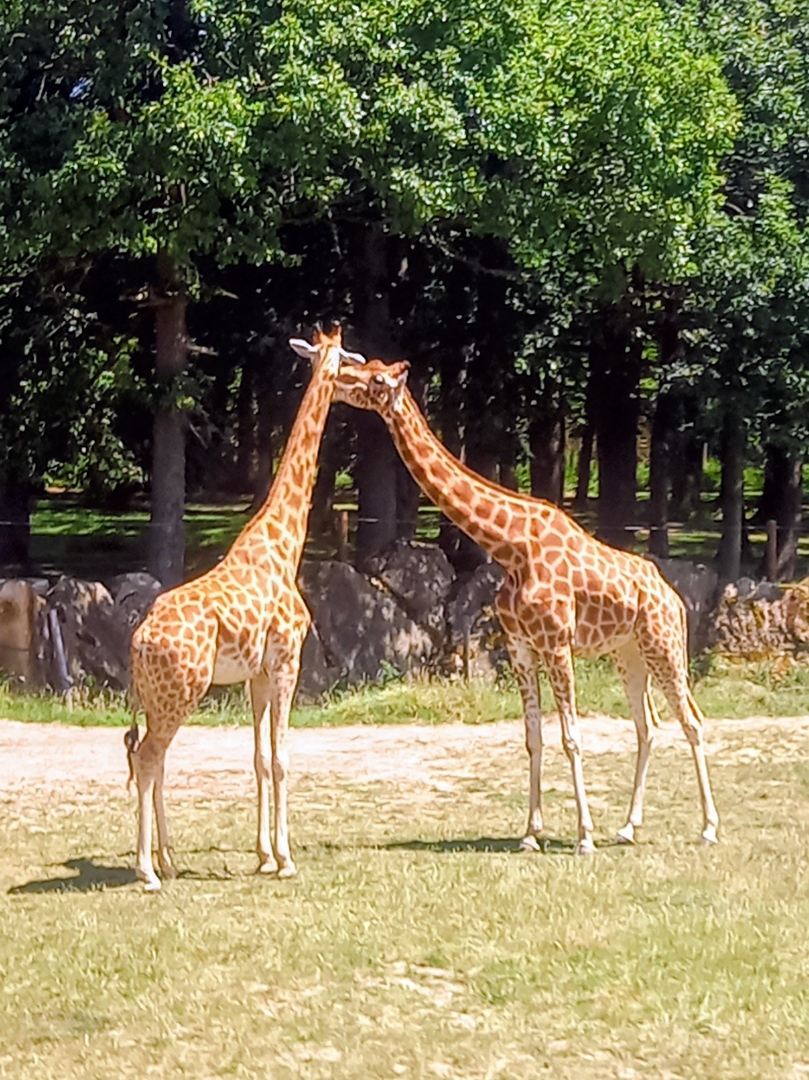 sortie de fin d'ann&eacute;e : les familles d&eacute;couvrent le parc animalier de Thoiry 
