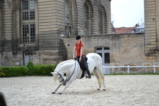 Le dressage