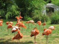 Sortie au Jardin des Plantes