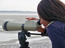 L'observation des phoques